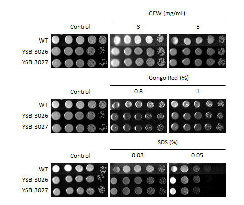 Cell wall stress phenotype for CNAG_04586T1