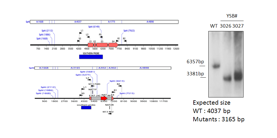 Gene disruption strategy for CNAG_04586T1