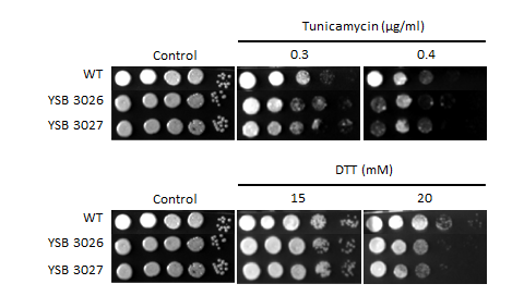 ER stress phenotype for CNAG_04586T1