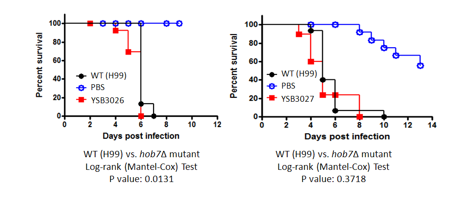 Galleria mellonella virulence data for CNAG_04586T1
