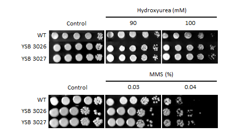Genotoxic stress phenotype for CNAG_04586T1