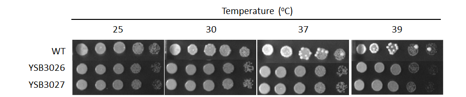 Growth phenotype for CNAG_04586T1