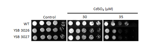 Heavy metal stress phenotype for CNAG_04586T1