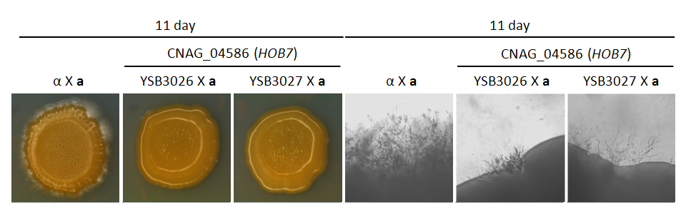 Mating phenotype for CNAG_04586T1