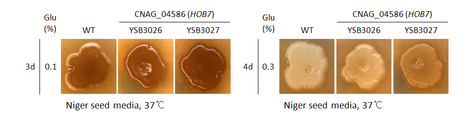 Melanin phenotype for CNAG_04586T1