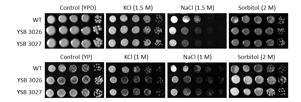 Osmotic stress phenotype for CNAG_04586T1