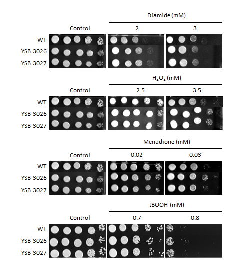Oxidative stress phenotype for CNAG_04586T1