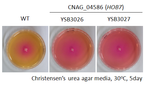 Urease phenotype for CNAG_04586T1