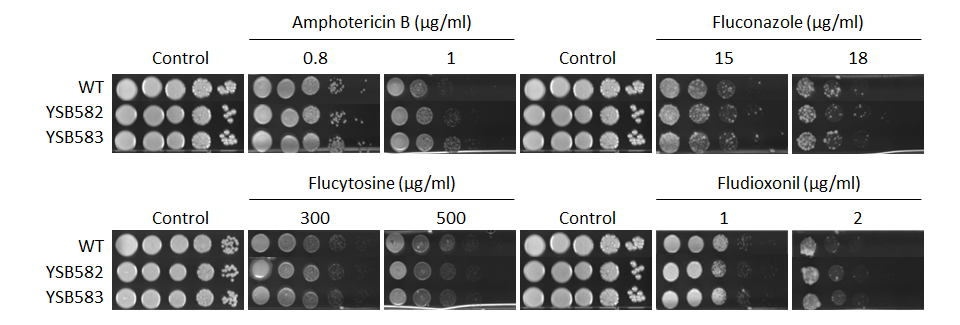 Antifungal drug susceptibility for CNAG_04594T0
