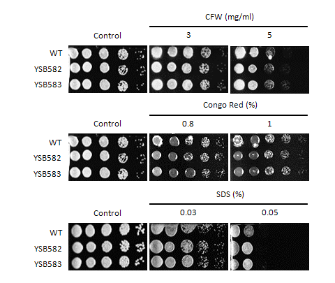 Cell wall stress phenotype for CNAG_04594T0