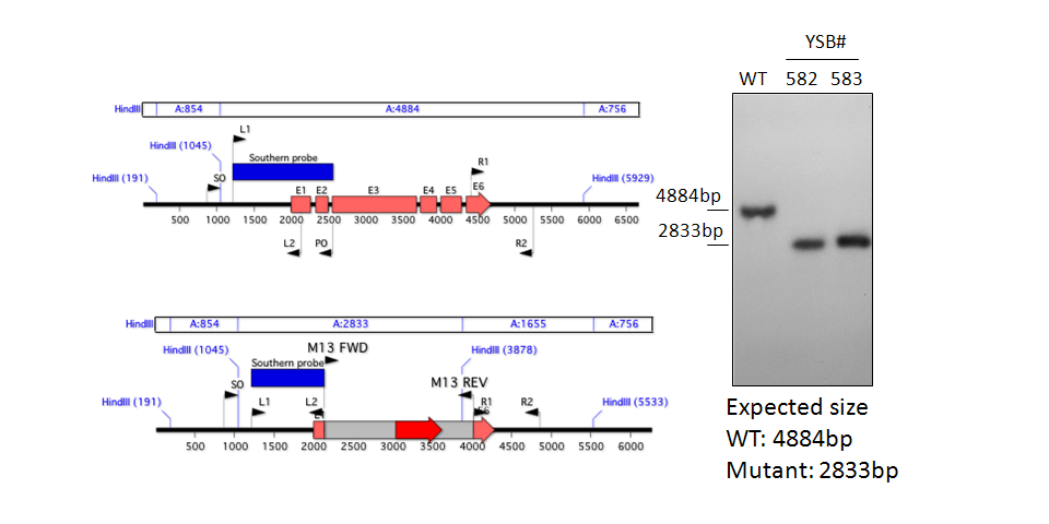 Gene disruption strategy for CNAG_04594T0