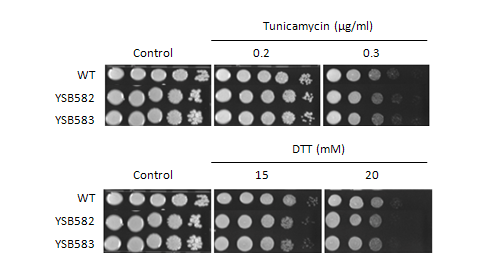 ER stress phenotype for CNAG_04594T0