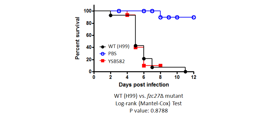 Galleria mellonella virulence data for CNAG_04594T0