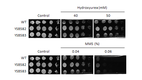 Genotoxic stress phenotype for CNAG_04594T0