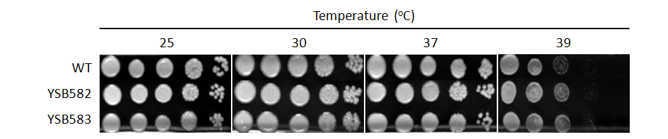 Growth phenotype for CNAG_04594T0