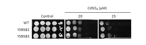 Heavy metal stress phenotype for CNAG_04594T0