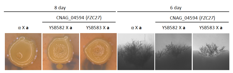 Mating phenotype for CNAG_04594T0