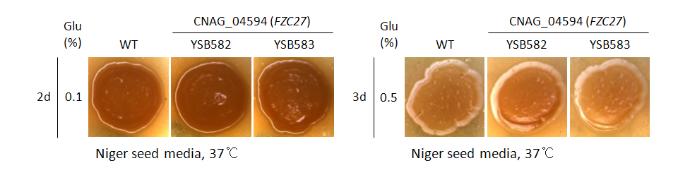 Melanin phenotype for CNAG_04594T0