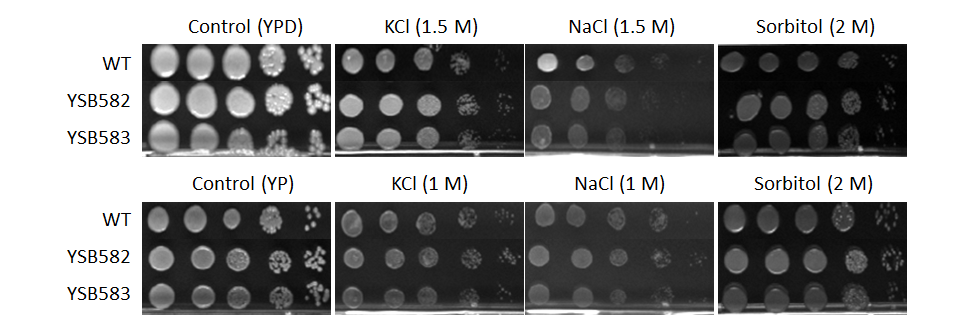 Osmotic stress phenotype for CNAG_04594T0