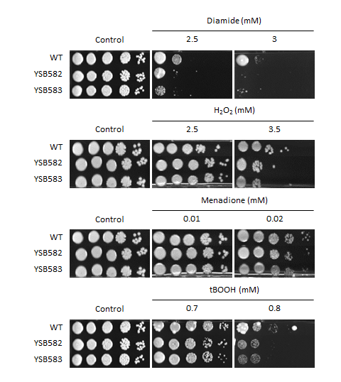 Oxidative stress phenotype for CNAG_04594T0