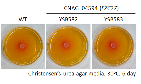Urease phenotype for CNAG_04594T0