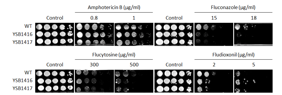Antifungal drug susceptibility for CNAG_04630T0