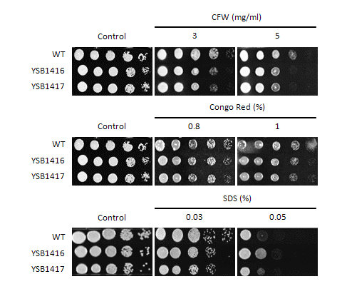 Cell wall stress phenotype for CNAG_04630T0