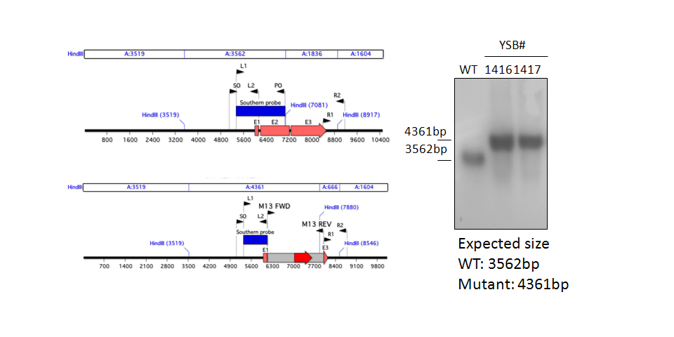 Gene disruption strategy for CNAG_04630T0