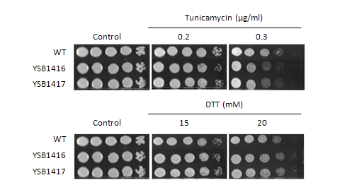 ER stress phenotype for CNAG_04630T0