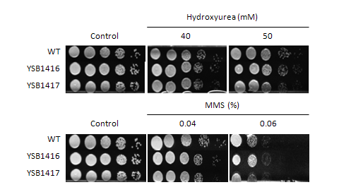 Genotoxic stress phenotype for CNAG_04630T0