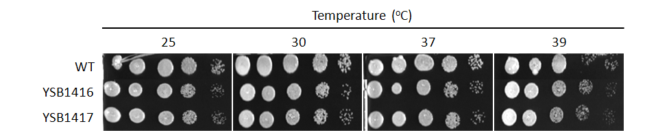 Growth phenotype for CNAG_04630T0