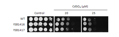 Heavy metal stress phenotype for CNAG_04630T0