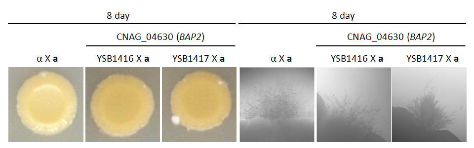 Mating phenotype for CNAG_04630T0