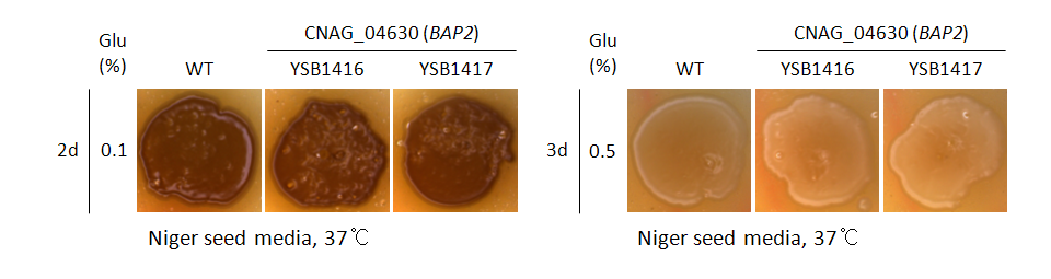 Melanin phenotype for CNAG_04630T0