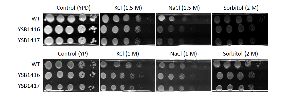 Osmotic stress phenotype for CNAG_04630T0
