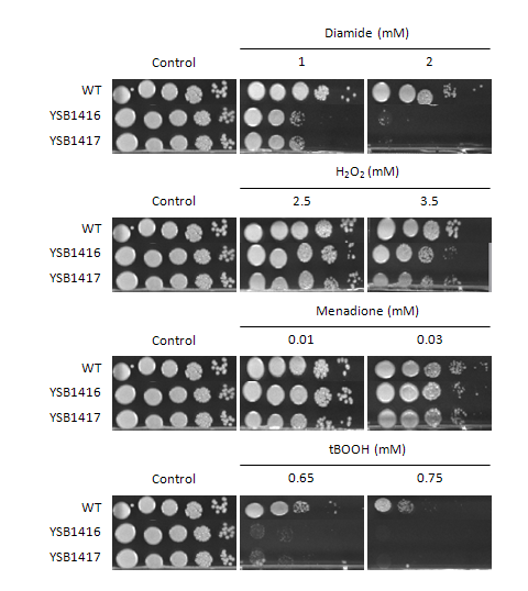 Oxidative stress phenotype for CNAG_04630T0