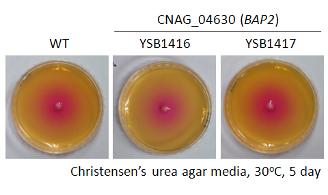 Urease phenotype for CNAG_04630T0