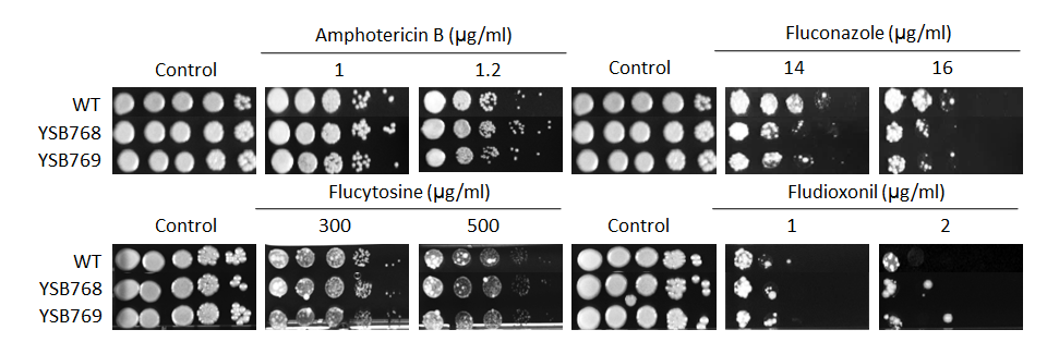 Antifungal drug susceptibility for CNAG_04637T0