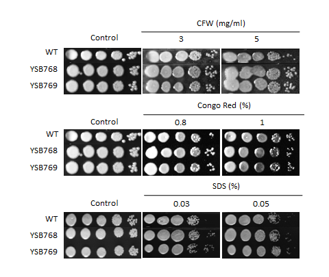 Cell wall stress phenotype for CNAG_04637T0