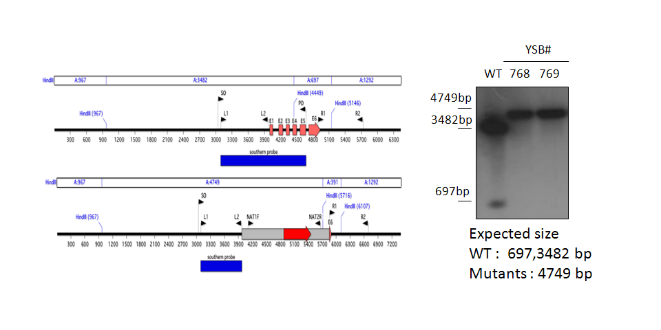 Gene disruption strategy for CNAG_04637T0