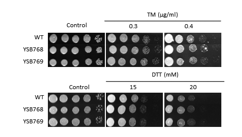 ER stress phenotype for CNAG_04637T0