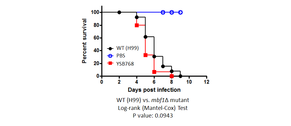 Galleria mellonella virulence data for CNAG_04637T0
