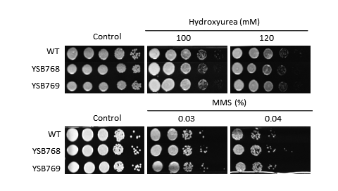 Genotoxic stress phenotype for CNAG_04637T0