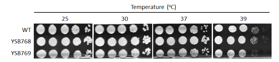 Growth phenotype for CNAG_04637T0