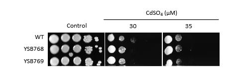 Heavy metal stress phenotype for CNAG_04637T0