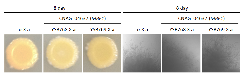Mating phenotype for CNAG_04637T0