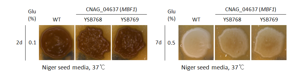 Melanin phenotype for CNAG_04637T0