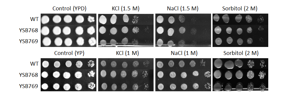 Osmotic stress phenotype for CNAG_04637T0