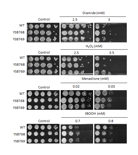 Oxidative stress phenotype for CNAG_04637T0