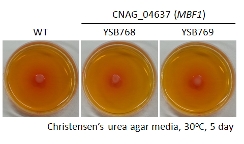 Urease phenotype for CNAG_04637T0